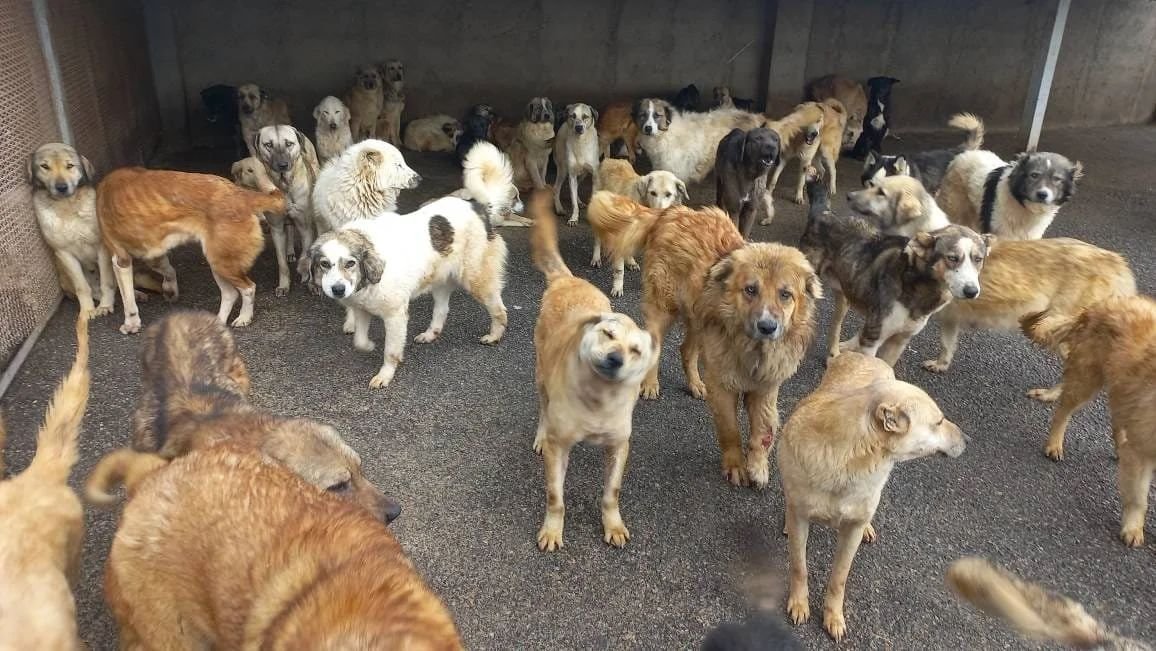 Tails Beyond Borders Foundation